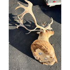 Caribou Mount Taxidermy Shoulder Mount Hunting Cabin Wall Decor