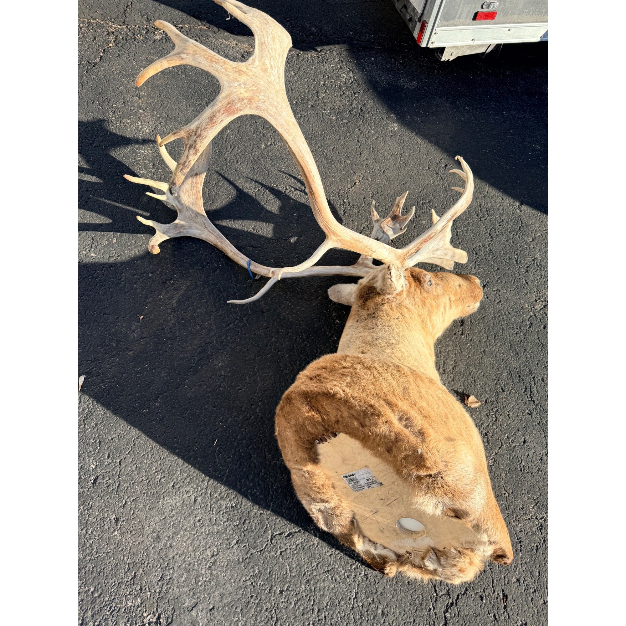 Caribou Mount Taxidermy Shoulder Mount Hunting Cabin Wall Decor