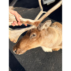 Caribou Mount Taxidermy Shoulder Mount Hunting Cabin Wall Decor