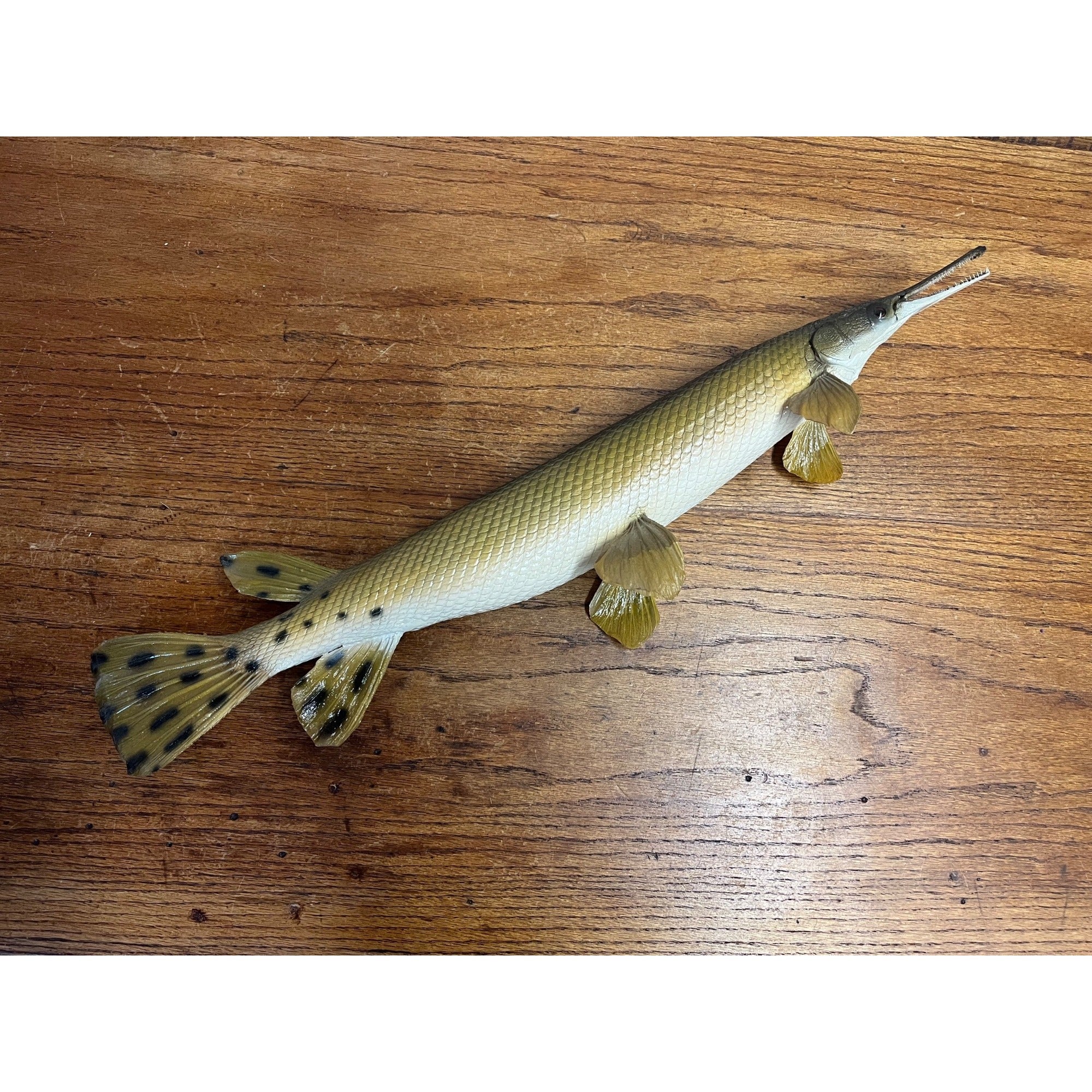 RARE Vintage 1950s Long-Nose Gar Full-Body Fish Wall Mount Taxidermy Genuine
