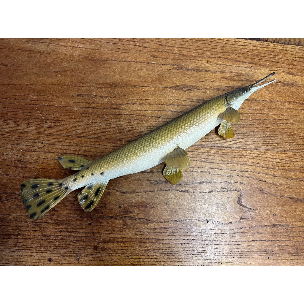 RARE Vintage 1950s Long-Nose Gar Full-Body Fish Wall Mount Taxidermy Genuine