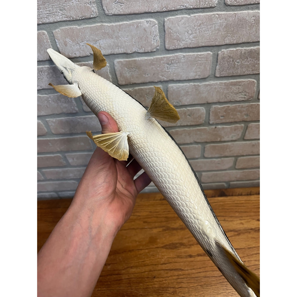 RARE Vintage 1950s Long-Nose Gar Full-Body Fish Wall Mount Taxidermy Genuine