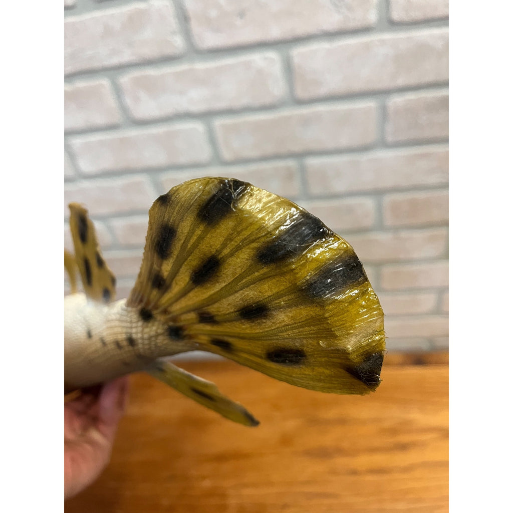 RARE Vintage 1950s Long-Nose Gar Full-Body Fish Wall Mount Taxidermy Genuine