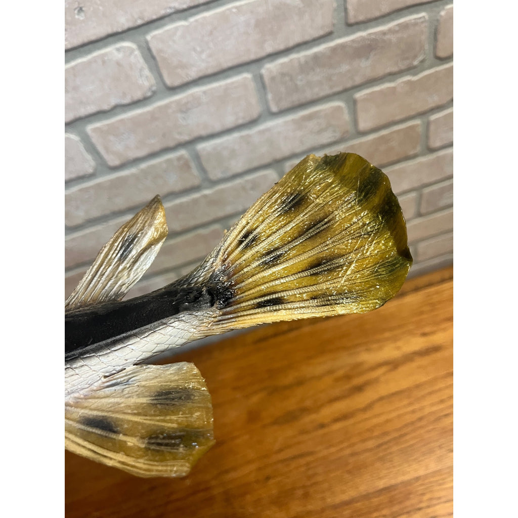 RARE Vintage 1950s Long-Nose Gar Full-Body Fish Wall Mount Taxidermy Genuine