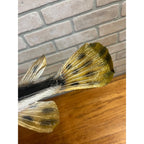RARE Vintage 1950s Long-Nose Gar Full-Body Fish Wall Mount Taxidermy Genuine