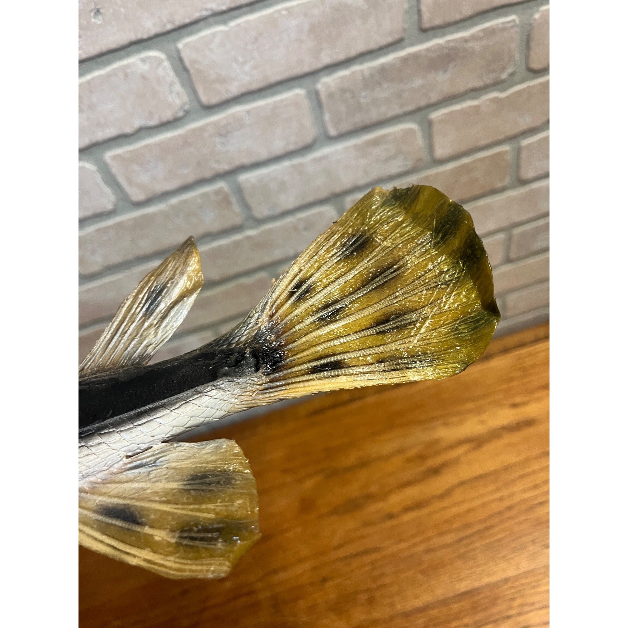 RARE Vintage 1950s Long-Nose Gar Full-Body Fish Wall Mount Taxidermy Genuine