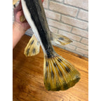 RARE Vintage 1950s Long-Nose Gar Full-Body Fish Wall Mount Taxidermy Genuine