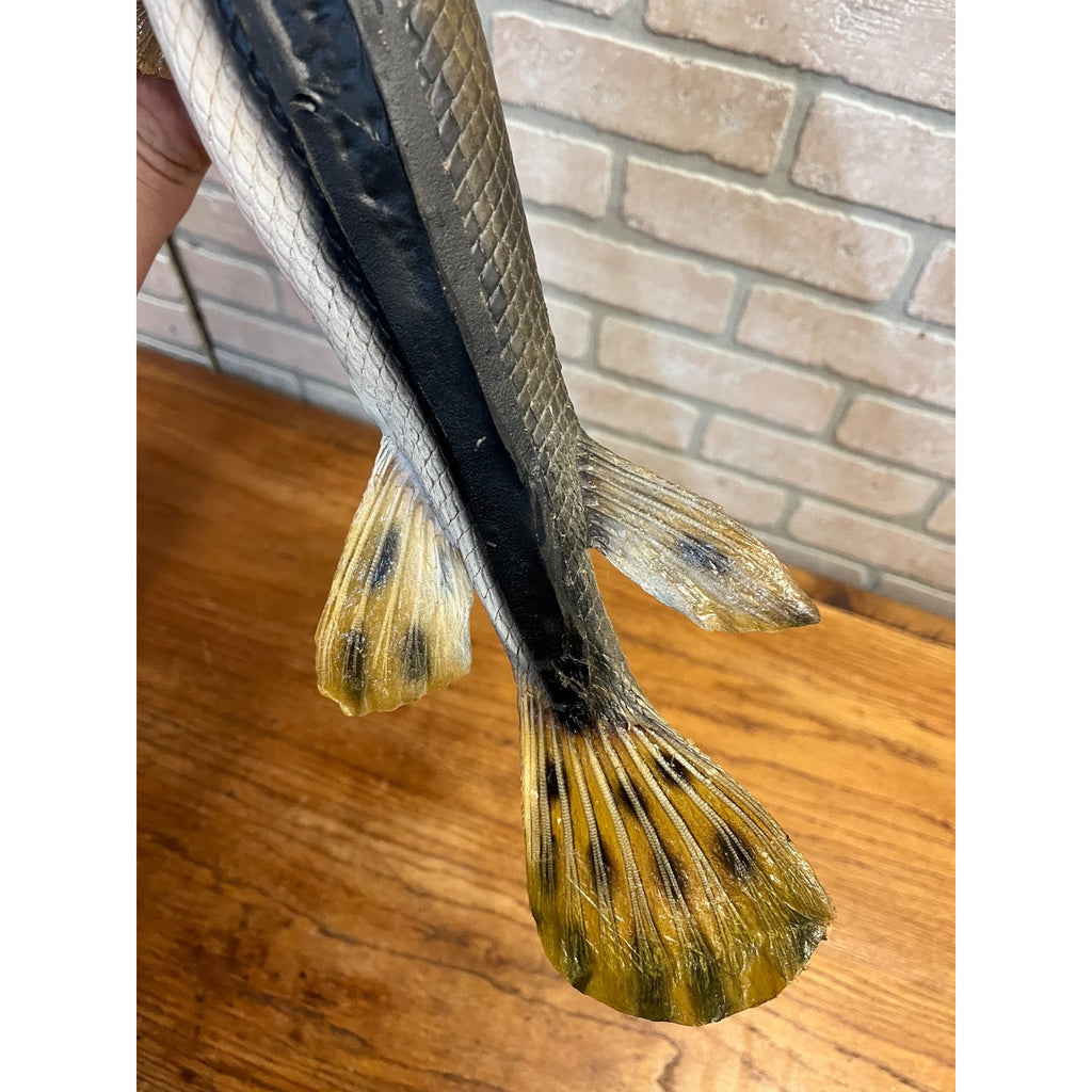 RARE Vintage 1950s Long-Nose Gar Full-Body Fish Wall Mount Taxidermy Genuine
