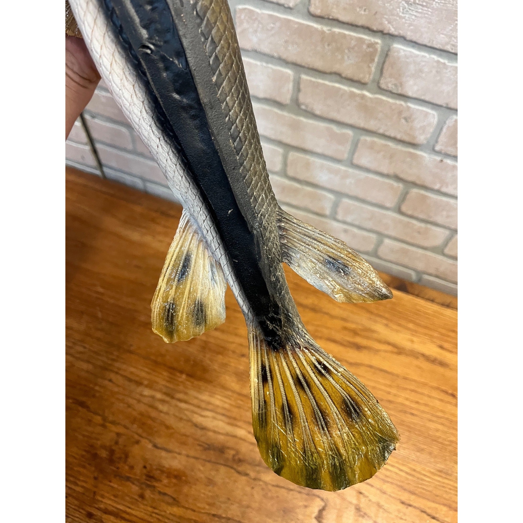 RARE Vintage 1950s Long-Nose Gar Full-Body Fish Wall Mount Taxidermy Genuine