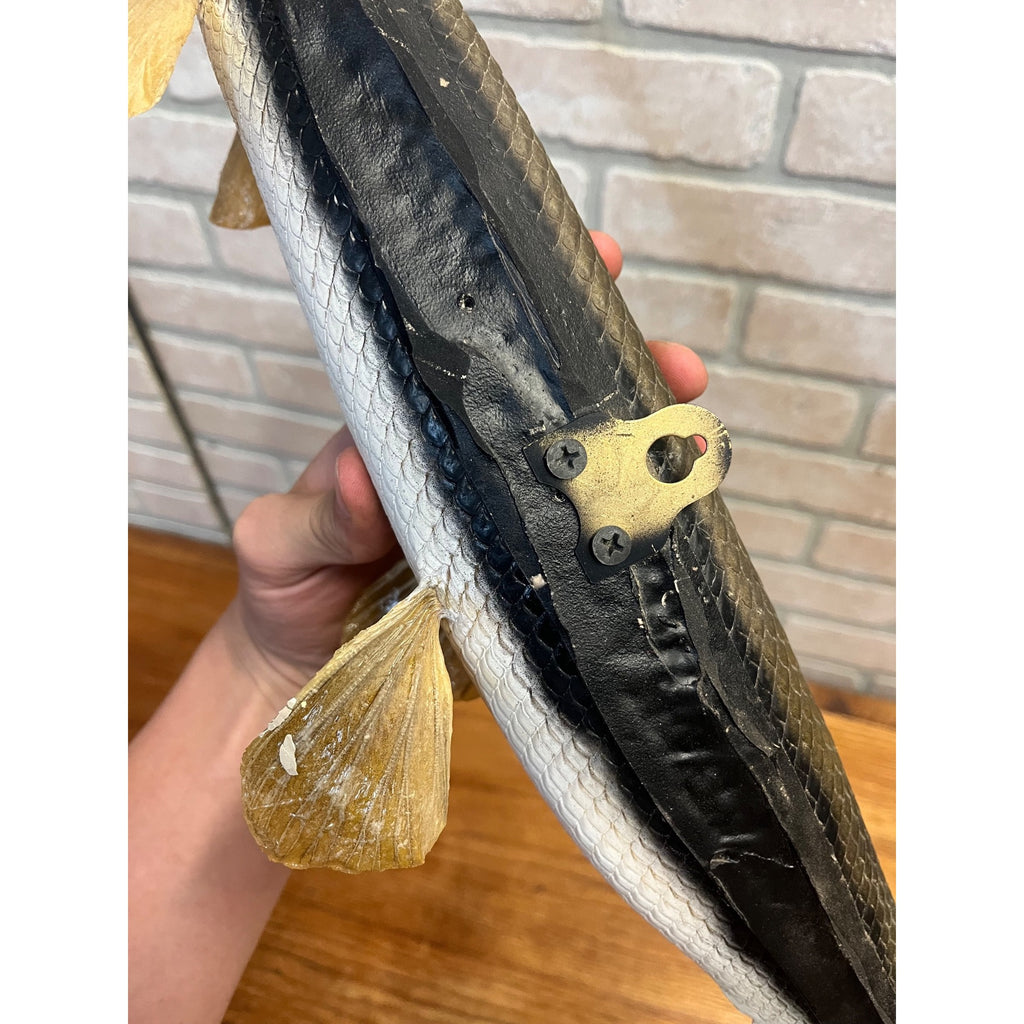 RARE Vintage 1950s Long-Nose Gar Full-Body Fish Wall Mount Taxidermy Genuine