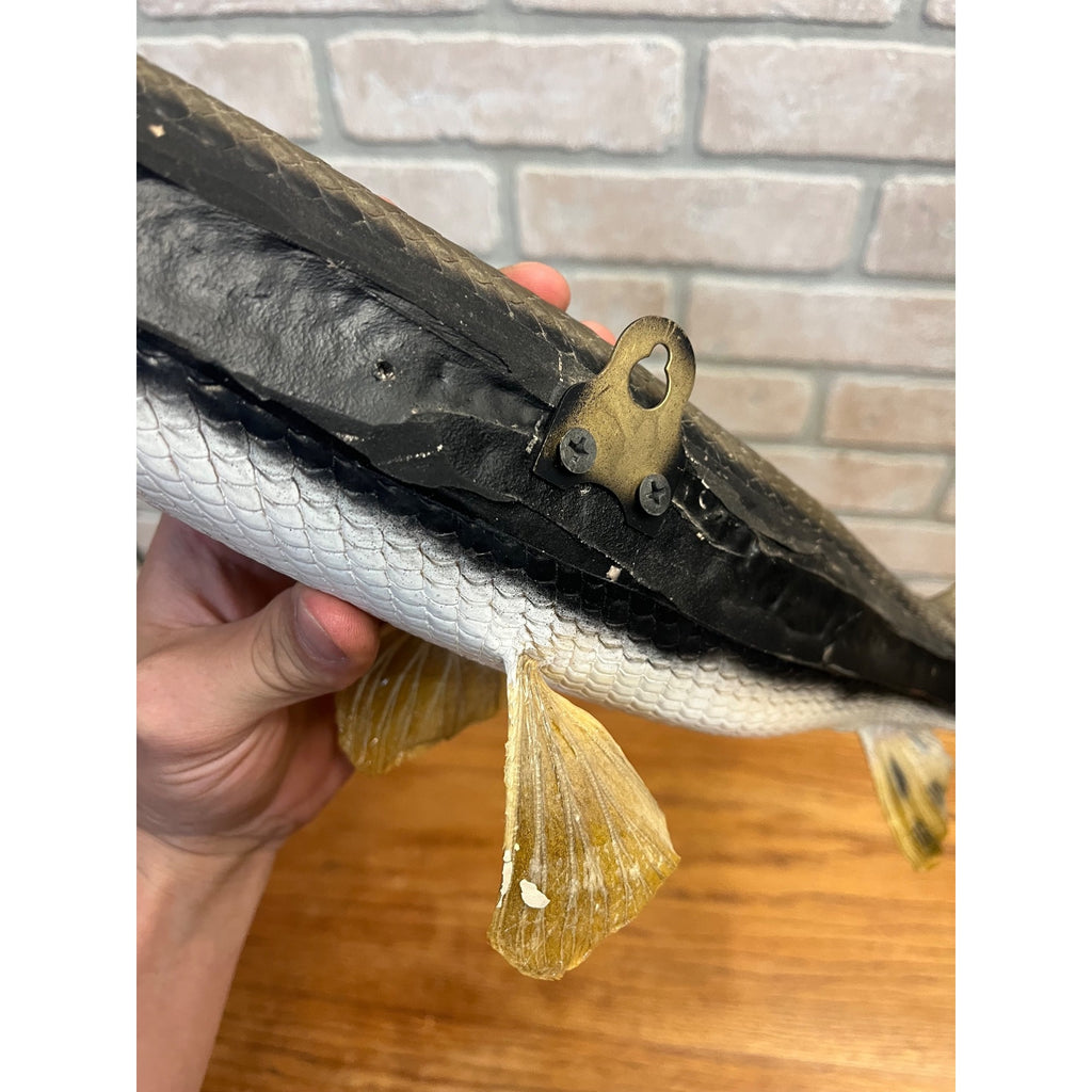 RARE Vintage 1950s Long-Nose Gar Full-Body Fish Wall Mount Taxidermy Genuine
