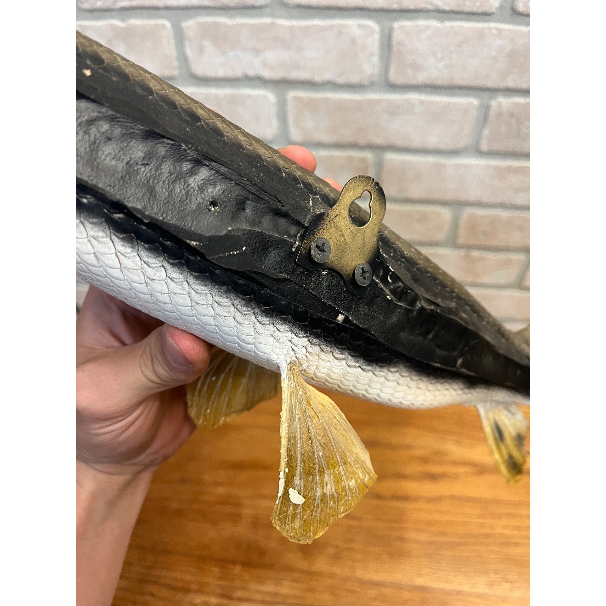 RARE Vintage 1950s Long-Nose Gar Full-Body Fish Wall Mount Taxidermy Genuine