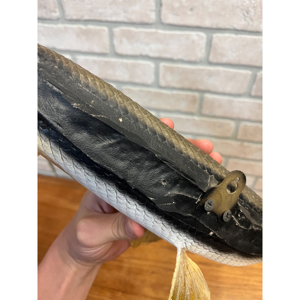 RARE Vintage 1950s Long-Nose Gar Full-Body Fish Wall Mount Taxidermy Genuine