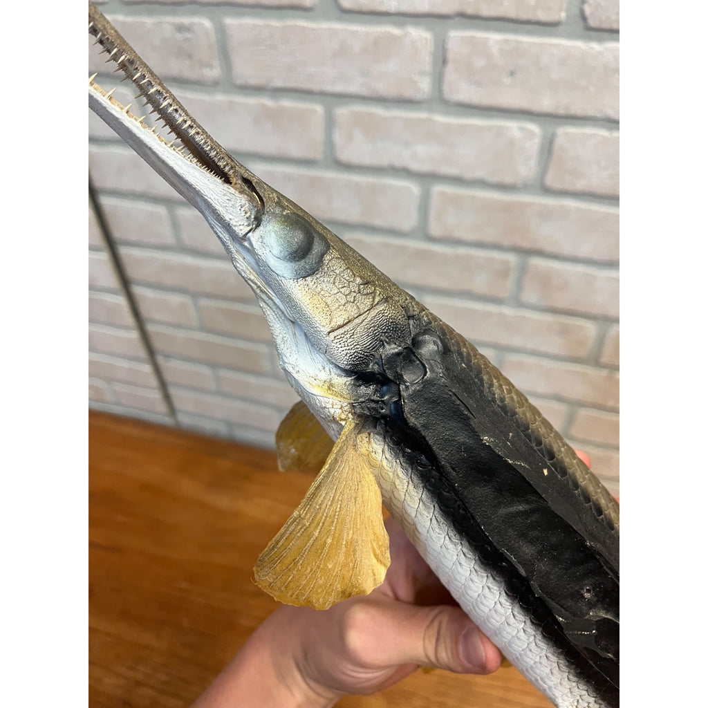 RARE Vintage 1950s Long-Nose Gar Full-Body Fish Wall Mount Taxidermy Genuine