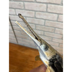 RARE Vintage 1950s Long-Nose Gar Full-Body Fish Wall Mount Taxidermy Genuine