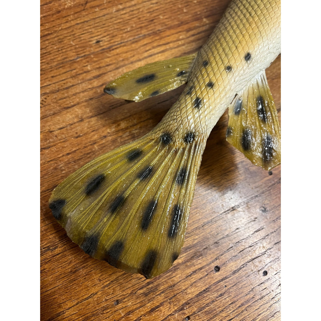 RARE Vintage 1950s Long-Nose Gar Full-Body Fish Wall Mount Taxidermy Genuine