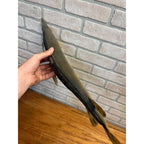 RARE Vintage 1950s Long-Nose Gar Full-Body Fish Wall Mount Taxidermy Genuine