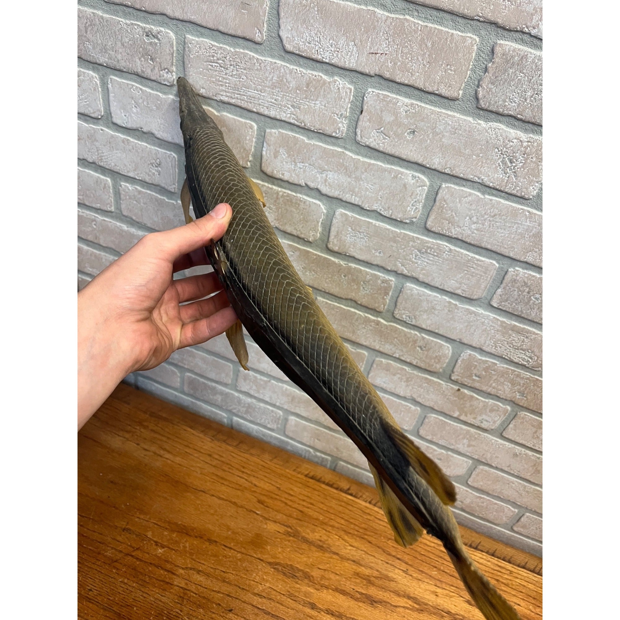 RARE Vintage 1950s Long-Nose Gar Full-Body Fish Wall Mount Taxidermy Genuine