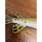 RARE Vintage 1950s Long-Nose Gar Full-Body Fish Wall Mount Taxidermy Genuine