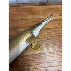 RARE Vintage 1950s Long-Nose Gar Full-Body Fish Wall Mount Taxidermy Genuine