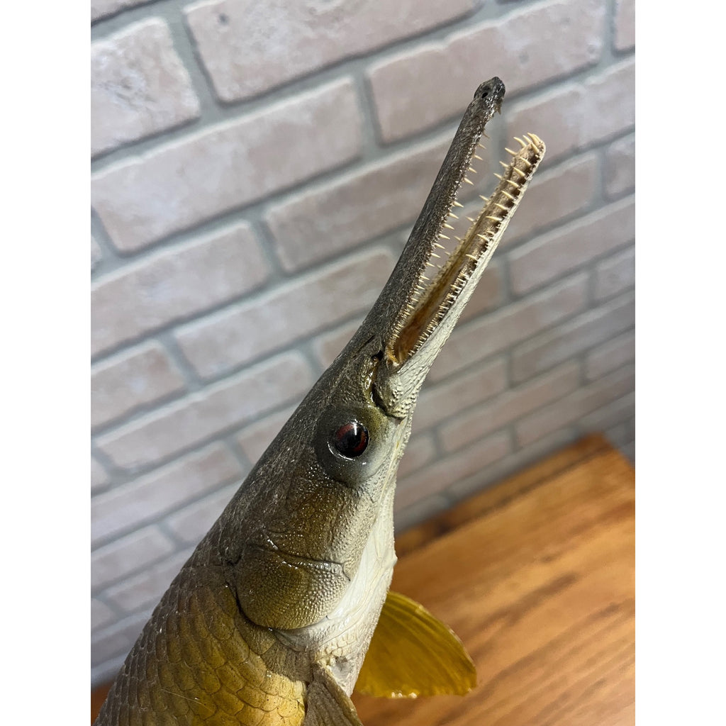 RARE Vintage 1950s Long-Nose Gar Full-Body Fish Wall Mount Taxidermy Genuine