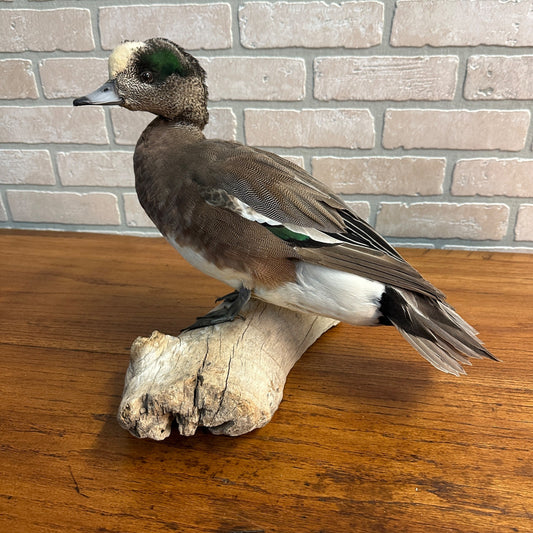 American Wigeon Drake Taxidermy Duck Mount Mounted on Drift Wood