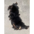 Black Bear Partial Tanned Hide Fur Back Rear Paws -- 46" x 17"