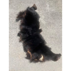 Black Bear Partial Tanned Hide Fur Back Rear Paws -- 46" x 17"
