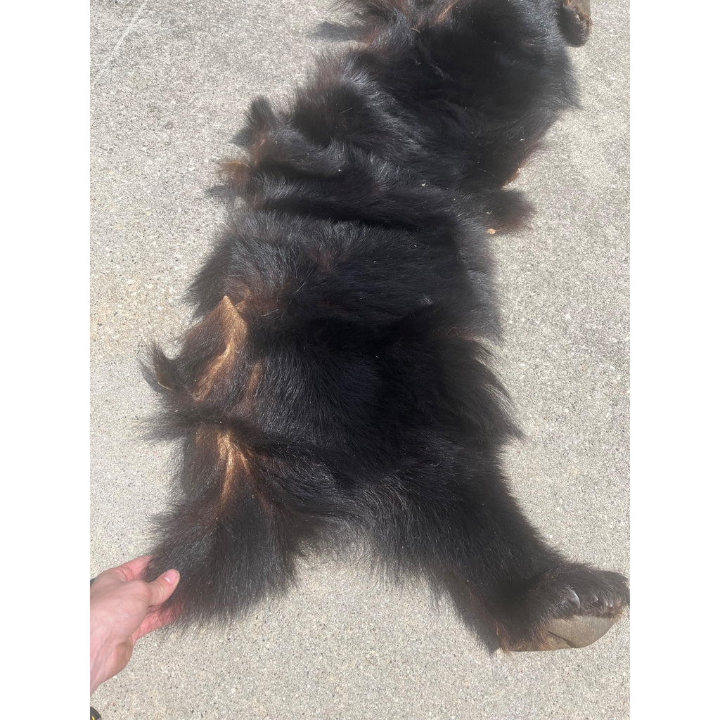 Black Bear Partial Tanned Hide Fur Back Rear Paws -- 46" x 17"