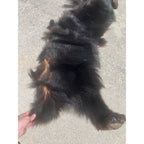 Black Bear Partial Tanned Hide Fur Back Rear Paws -- 46" x 17"