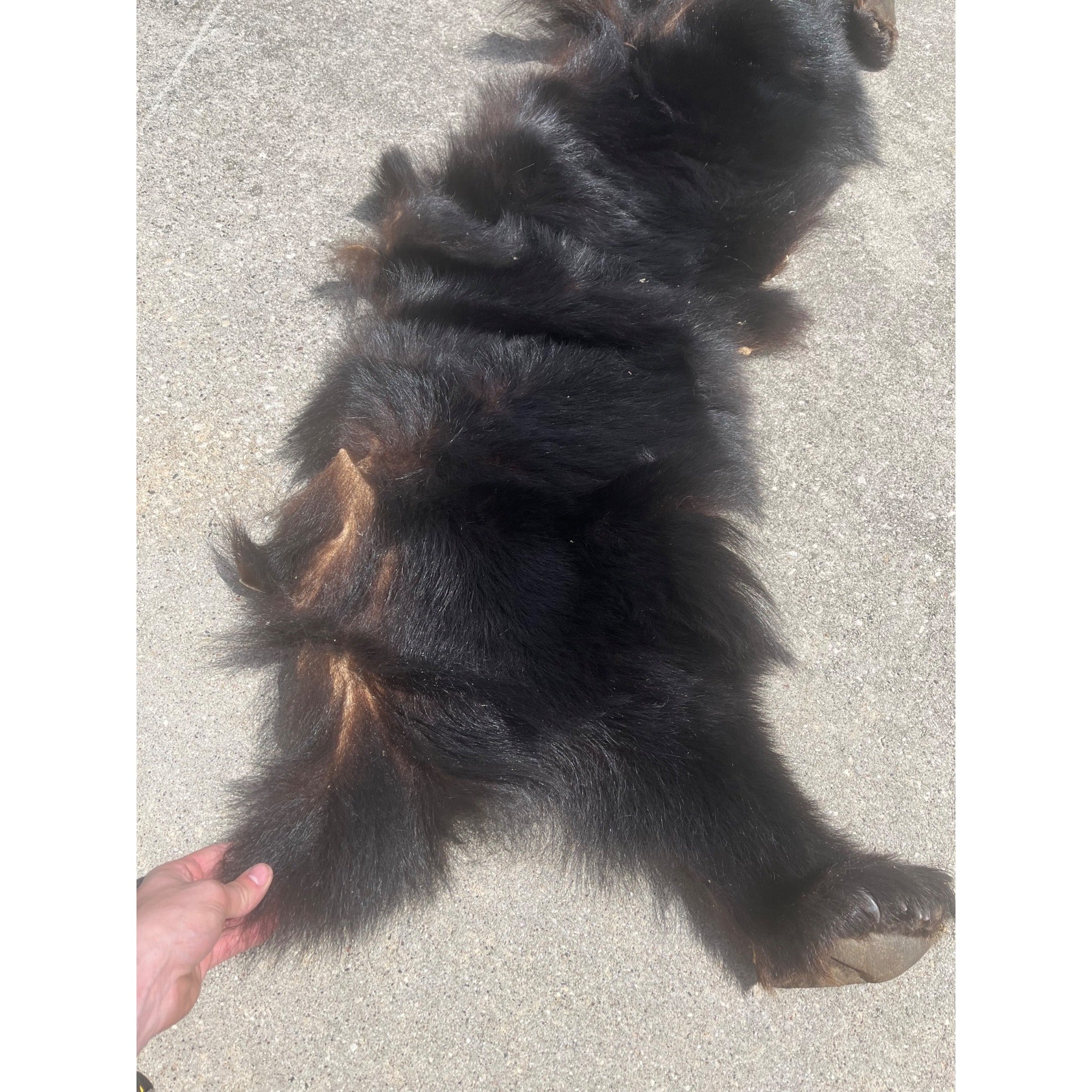 Black Bear Partial Tanned Hide Fur Back Rear Paws -- 46" x 17"
