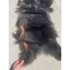 Black Bear Partial Tanned Hide Fur Back Rear Paws -- 46" x 17"