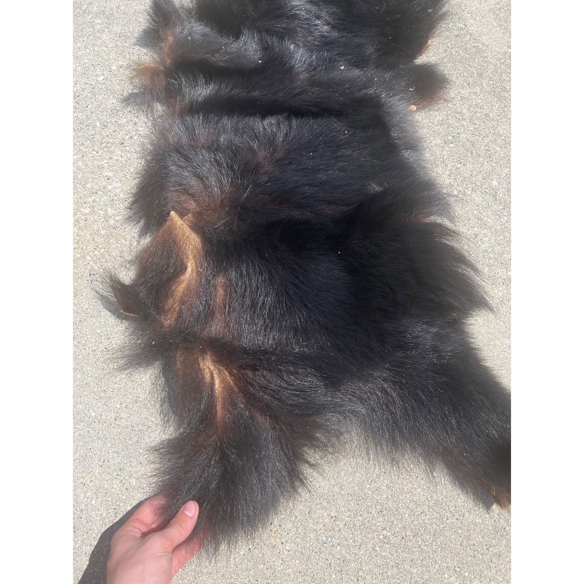 Black Bear Partial Tanned Hide Fur Back Rear Paws -- 46" x 17"