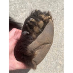 Black Bear Partial Tanned Hide Fur Back Rear Paws -- 46" x 17"