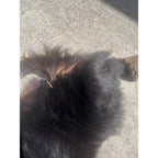 Black Bear Partial Tanned Hide Fur Back Rear Paws -- 46" x 17"