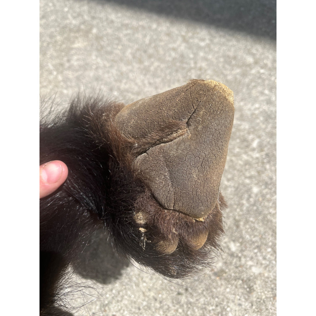 Black Bear Partial Tanned Hide Fur Back Rear Paws -- 46" x 17"