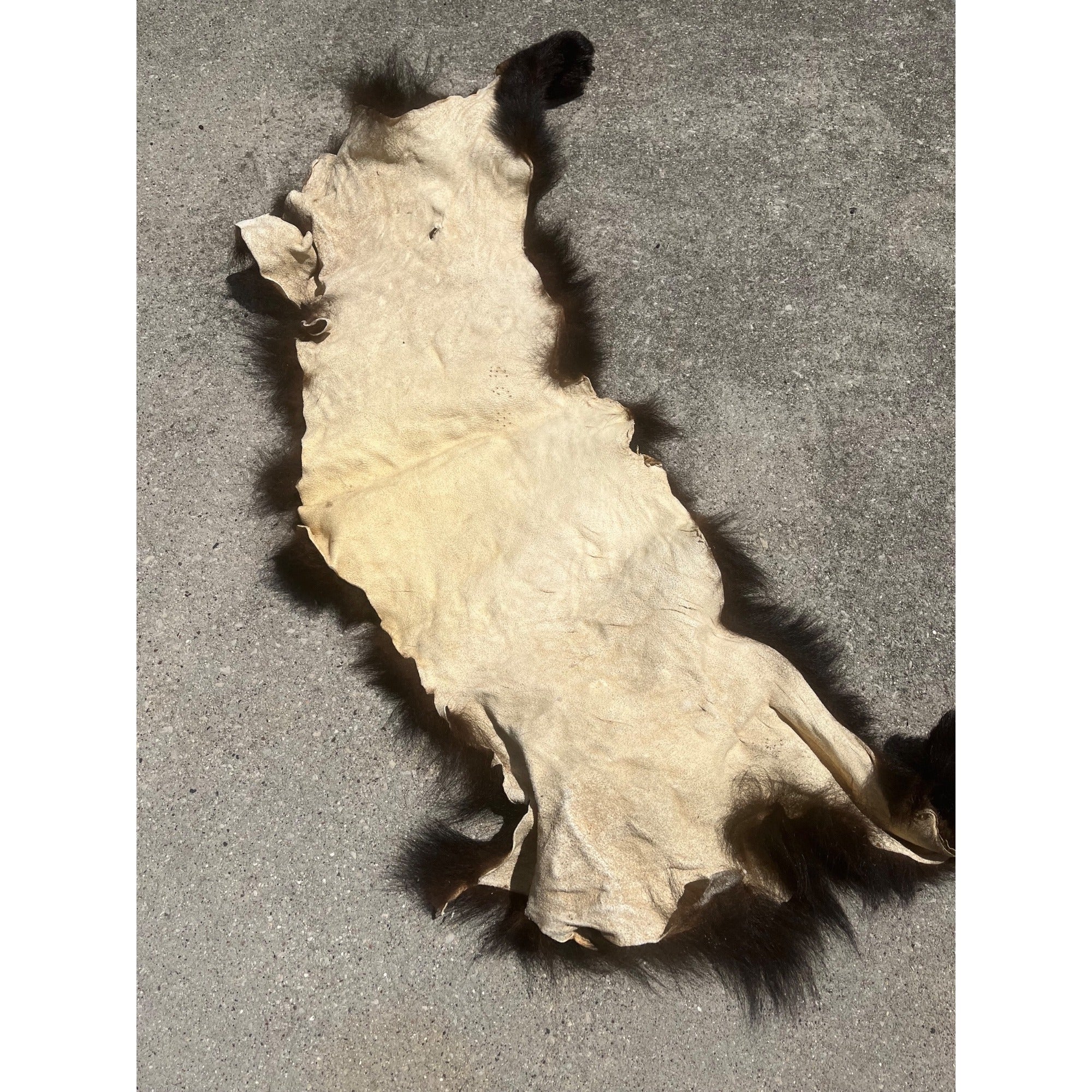 Black Bear Partial Tanned Hide Fur Back Rear Paws -- 46" x 17"