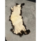Black Bear Partial Tanned Hide Fur Back Rear Paws -- 46" x 17"