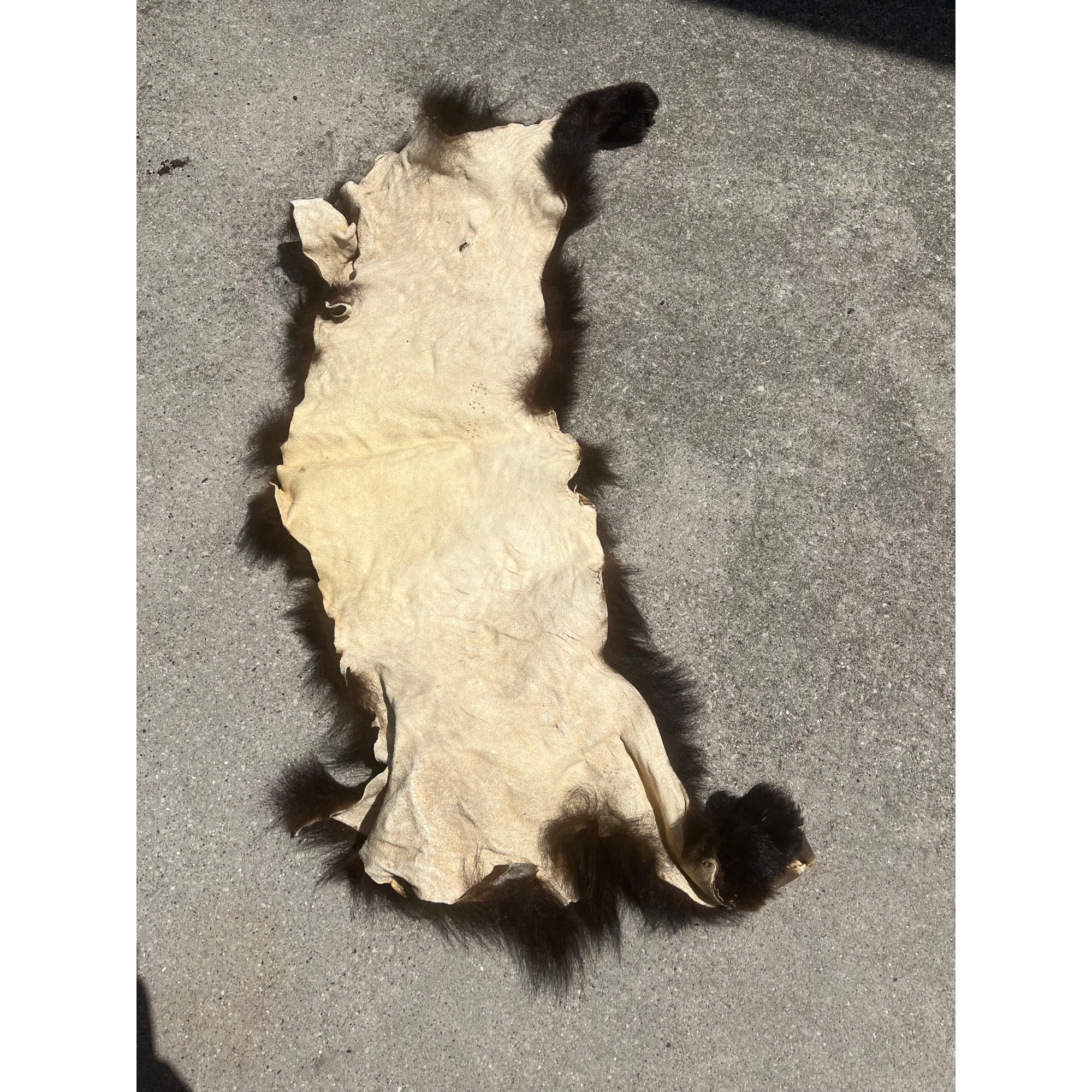 Black Bear Partial Tanned Hide Fur Back Rear Paws -- 46" x 17"
