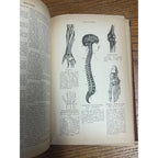 Antique The Household Cyclopedia USeful Knowledge Book 1880s Victorian Animals