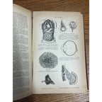 Antique The Household Cyclopedia USeful Knowledge Book 1880s Victorian Animals