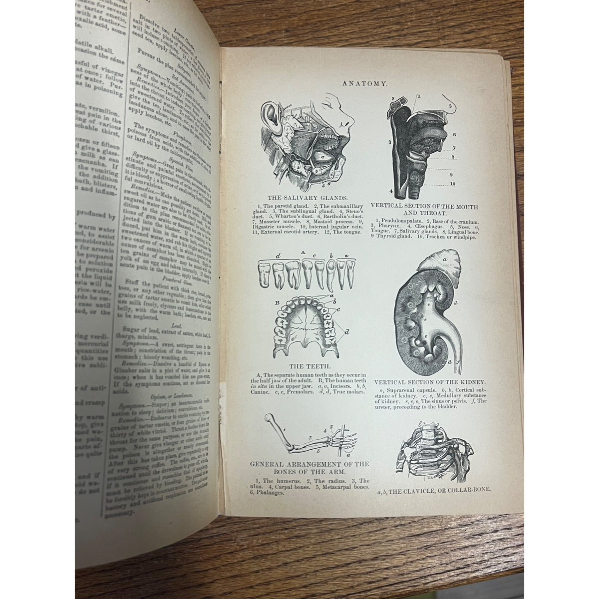 Antique The Household Cyclopedia USeful Knowledge Book 1880s Victorian Animals