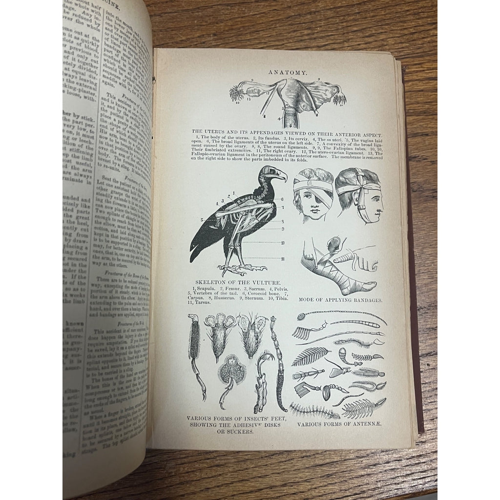 Antique The Household Cyclopedia USeful Knowledge Book 1880s Victorian Animals