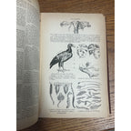 Antique The Household Cyclopedia USeful Knowledge Book 1880s Victorian Animals