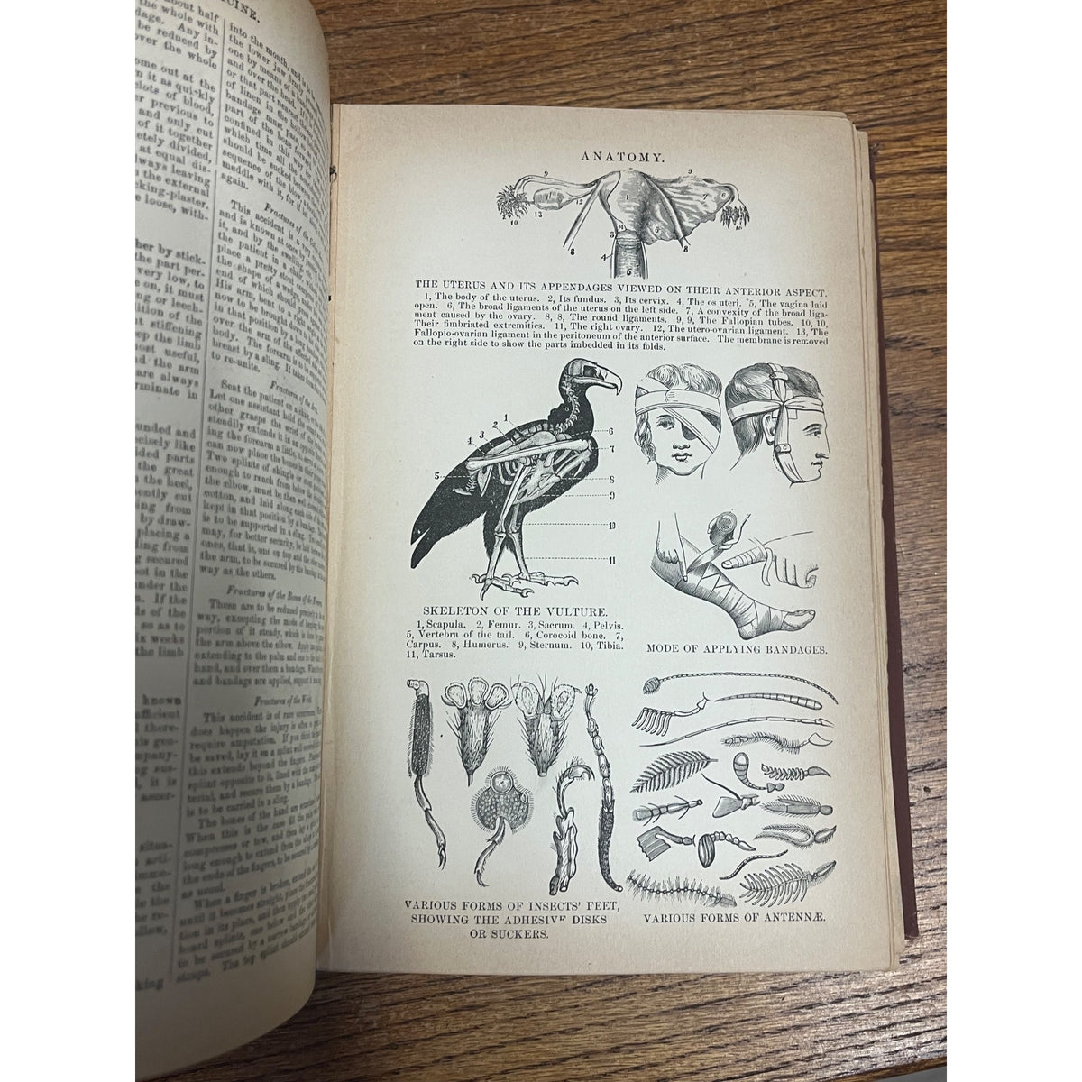 Antique The Household Cyclopedia USeful Knowledge Book 1880s Victorian Animals
