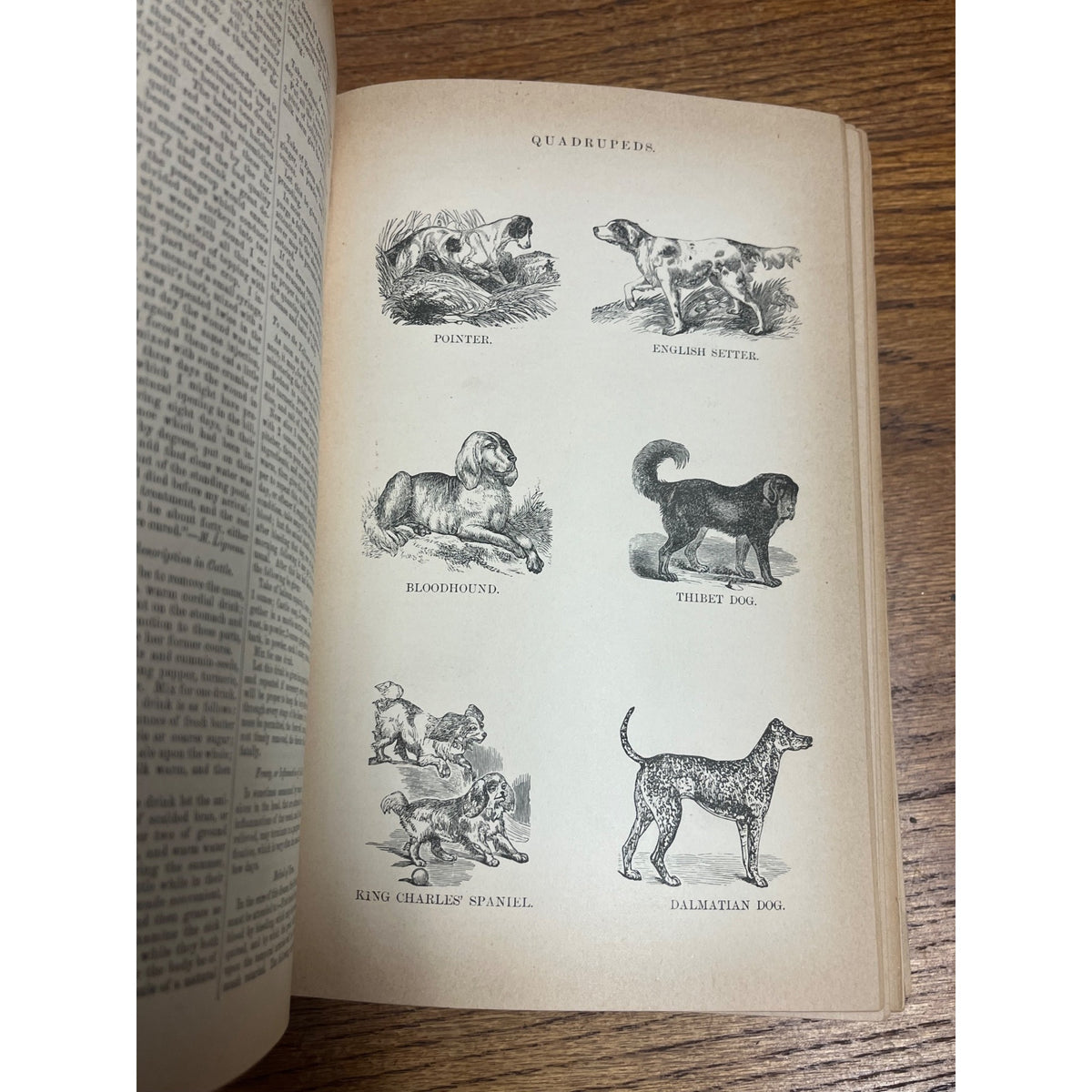 Antique The Household Cyclopedia USeful Knowledge Book 1880s Victorian Animals