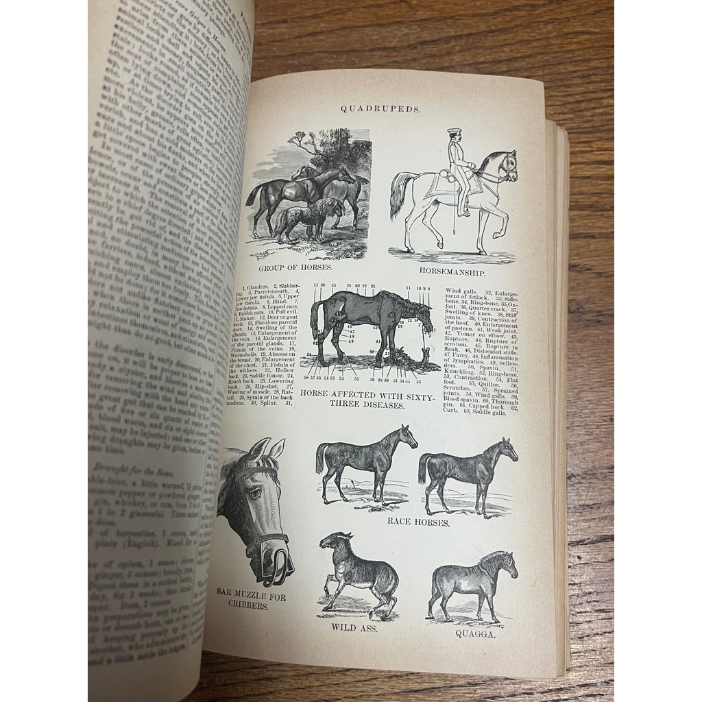 Antique The Household Cyclopedia USeful Knowledge Book 1880s Victorian Animals