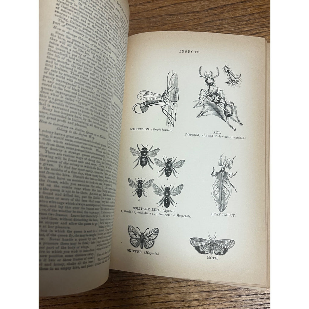 Antique The Household Cyclopedia USeful Knowledge Book 1880s Victorian Animals