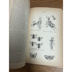 Antique The Household Cyclopedia USeful Knowledge Book 1880s Victorian Animals
