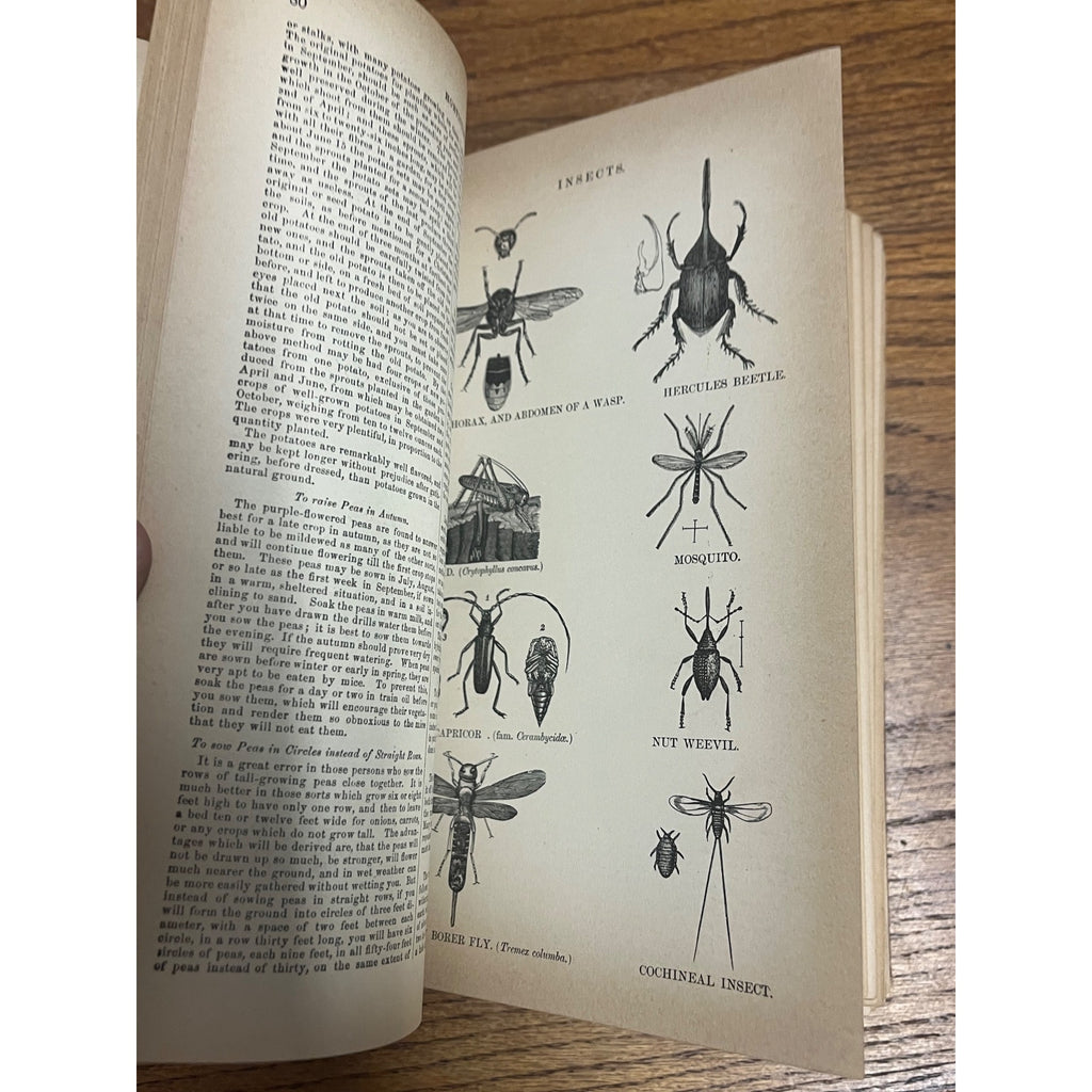 Antique The Household Cyclopedia USeful Knowledge Book 1880s Victorian Animals